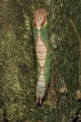 Heterocampa obliqua
