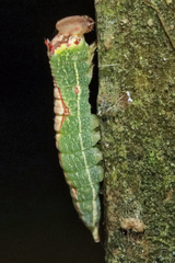 Heterocampa obliqua