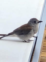 Colluricincla harmonica