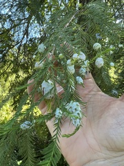 Taxodiomyia cupressiananassa