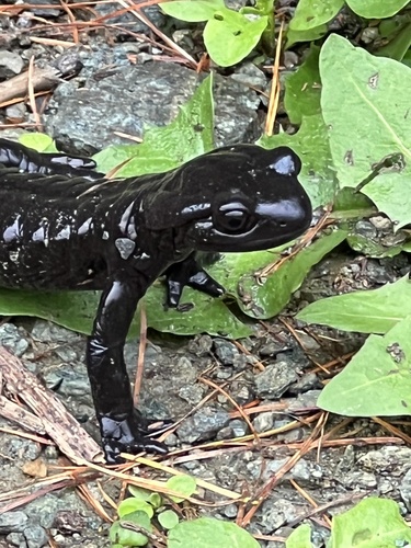 Lanza's Alpine Salamander, photo 7 of 7
