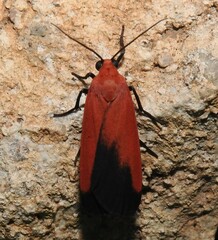 Ptychoglene coccinea