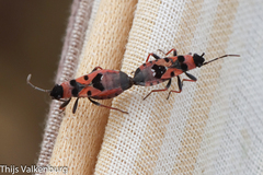 Horvathiolus guttatus