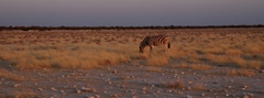 Equus quagga burchellii