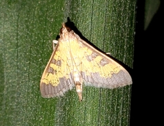 Diacme elealis
