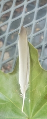 Aves