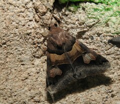 Drasteria pallescens