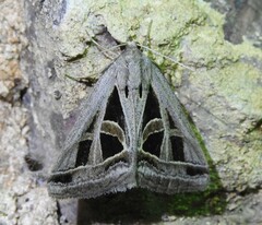 Callistege diagonalis