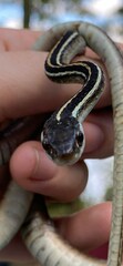 Thamnophis saurita saurita