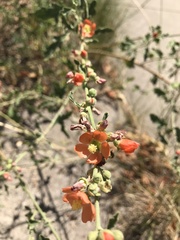 Sphaeralcea fendleri