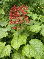 Clerodendrum paniculatum