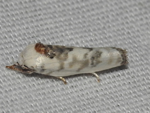 Pale Gray Bird-dropping Moth photo 5