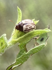 Zygogramma heterothecae