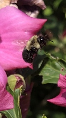 Bombus impatiens