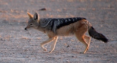Lupulella mesomelas mesomelas