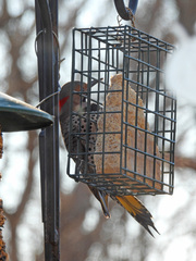 Colaptes auratus luteus