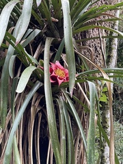 Canistrum cyathiforme