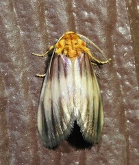 Eulithosia plesioglauca