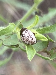 Zygogramma heterothecae