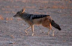 Lupulella mesomelas mesomelas