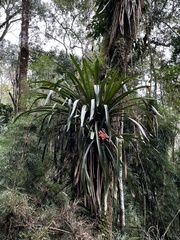 Canistrum cyathiforme