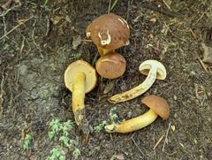 Aureoboletus roxanae