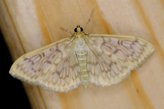 Herpetogramma pertextalis