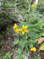 Helianthus microcephalus