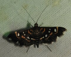 Diathrausta harlequinalis