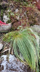 Trichophorum cespitosum