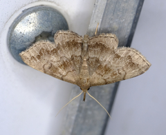 Phalaenostola larentioides