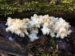Hericium