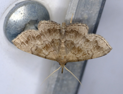 Phalaenostola larentioides