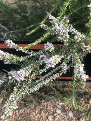 Lespedeza cuneata