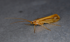 Limnephilus