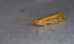 Limnephilus