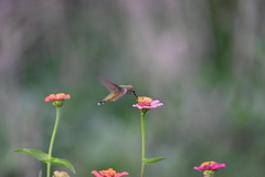 Selasphorus calliope