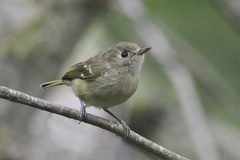 Vireo huttoni