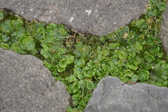 Lunularia cruciata