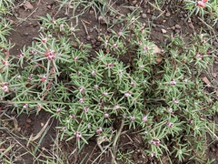 Portulaca pilosa