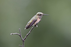 Selasphorus calliope