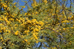 Vachellia caven