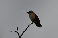 Selasphorus calliope