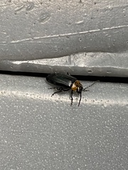 Disonycha triangularis