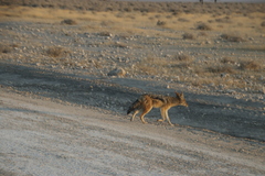 Lupulella mesomelas mesomelas