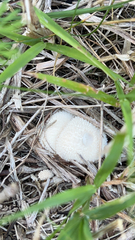 Lycoperdon