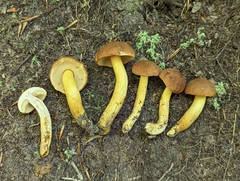Aureoboletus roxanae