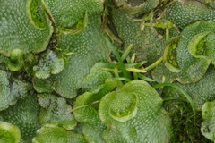 Lunularia cruciata
