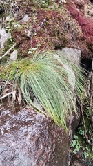 Trichophorum cespitosum