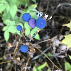Caulophyllum thalictroides